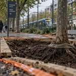 Promenade du Lez : deux mois de travaux pour les fosses d’arbres